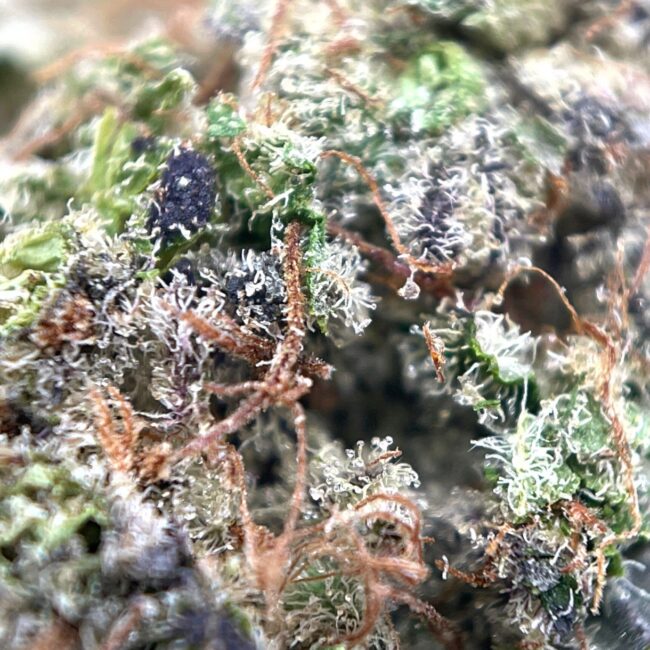 28gr - SOUR JAMAICAN LIME - BALANCED HYBRID - (AAA) - Image 2