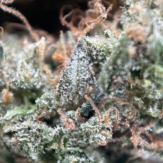 28gr - JUICY FRUIT - BALANCED HYBRID - (AAA) - Image 2