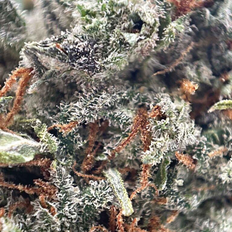 pp GRAPE APE2