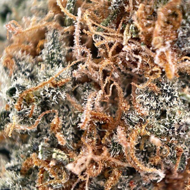 LEMON HAZE - SATIVA - (AAA) - Image 2