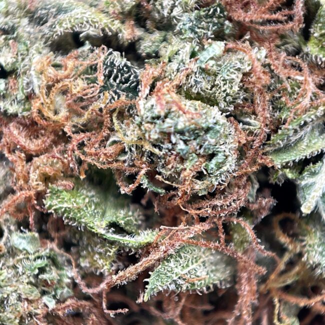 28gr - ORANGE SKUNK - SATIVA - (AAA) - Image 2