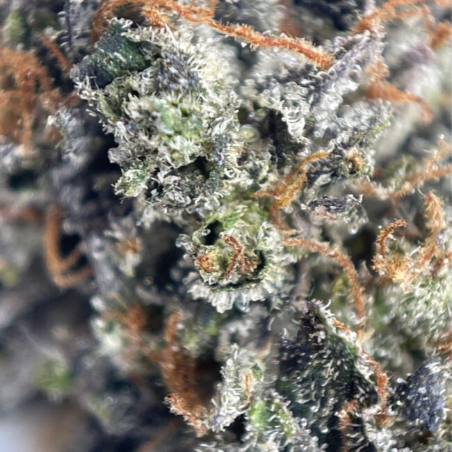 BLUEFIN TUNA KUSH - INDICA - (AAAA) - Image 2