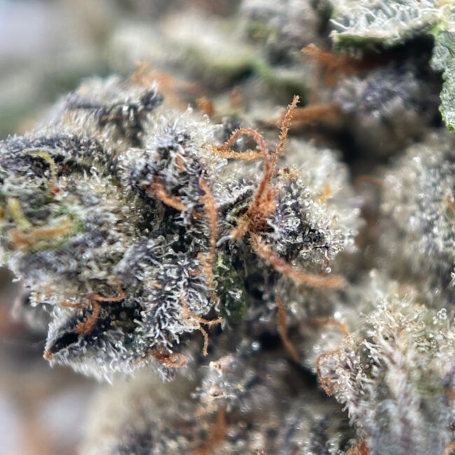 ROCKABERRY - BALANCED HYBRID - (AAA) - Image 2