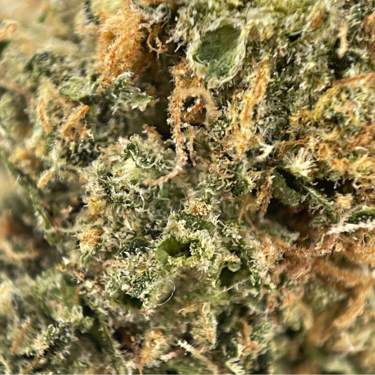 pp gmo cake2