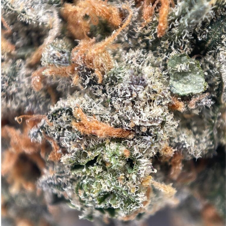 pp goji berry2