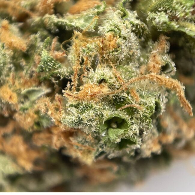 28gr - HAIR OF THE DOG - SATIVA - (AAA) - Image 2