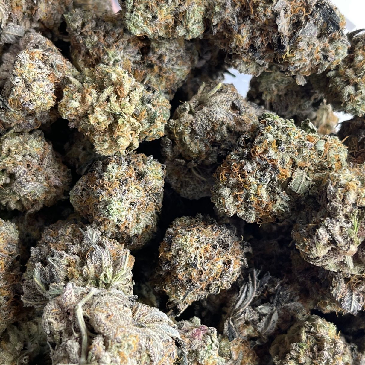 1/2p - FROSTED FRUIT CAKE (BULK) - BALANCED HYBRID - (AAA) - Image 2