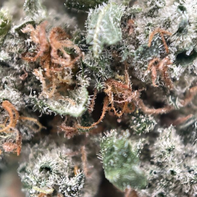 28gr - HAIR OF THE DOG (SMALLS) - SATIVA - (AAA) - Image 2