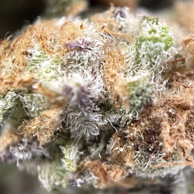 28gr - LEMON MAC (SMALLS) - SATIVA - (AAA) - Image 2