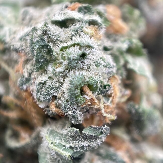 28gr - GMO CAKE (SMALLS) - BALANCED HYBRID - (AAA) - Image 2