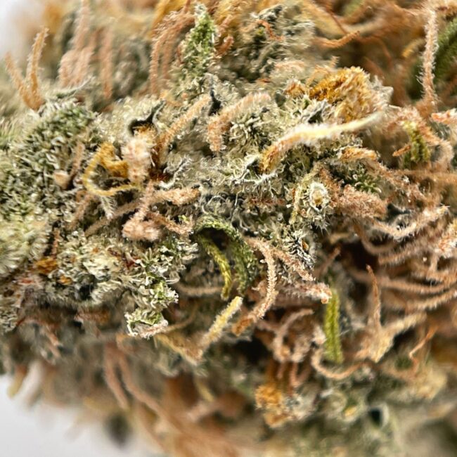 28GR - ORANGEADE - BALANCED HYBRID - (A) - Image 2