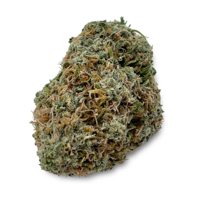28GR - ORANGEADE - BALANCED HYBRID - (A)