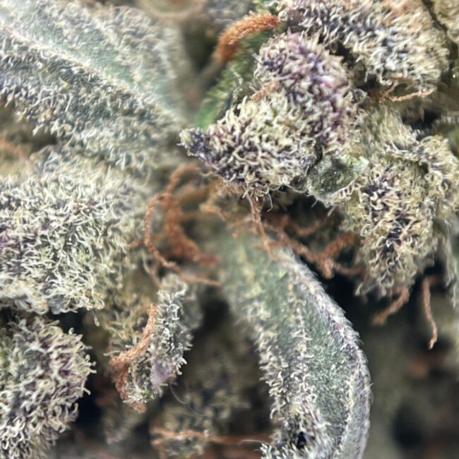 28gr - TEXADA TIMEWARP (GREENHOUSE) - SATIVA - (A) - Image 2