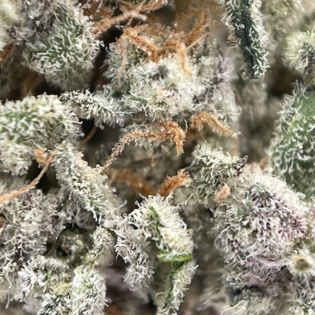 28gr - DANTE'S INFERNO - INDICA - (AAAA) - Image 2