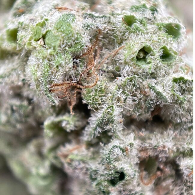 28gr - MAC1 MIMOSA (SMALLS) - SATIVA - (AAA) - Image 2