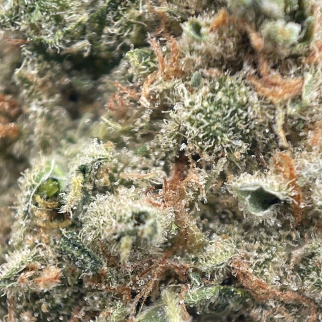 28gr - MANDARIN SUNSET - BALANCED HYBRID - (AAA) - Image 2