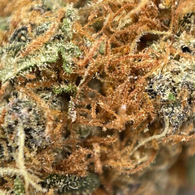 28gr - ALASKAN THUNDER FUCK - SATIVA - (AAA) - Image 2