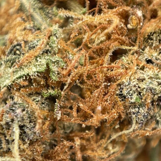 1/2p - ALASKAN THUNDER FUCK (BULK) - SATIVA - (AAA) - Image 4