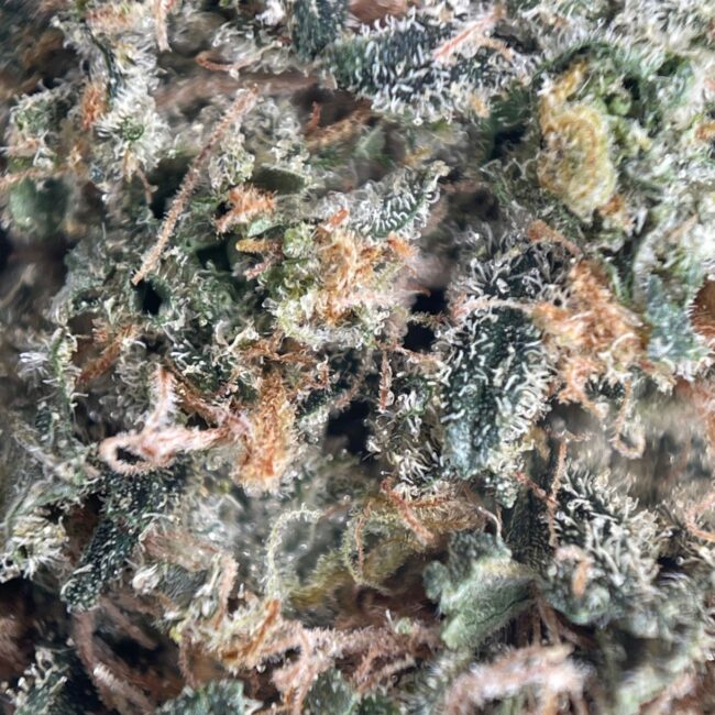 28gr - ORANGE CRUSH - SATIVA - (AAA) - Image 2