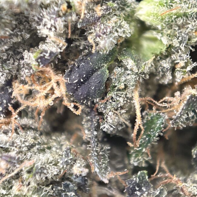 28gr - PINK GORILLA - INDICA - (AAAA) - Image 2