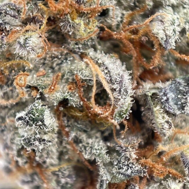 28gr - ROCKSTAR TUNA - INDICA -(AAA) - Image 2