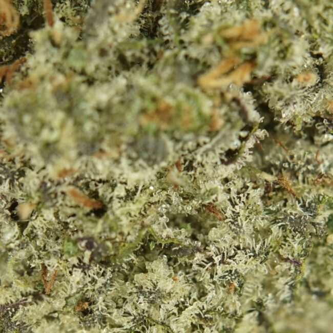 1/2P - CHERRY SODA KUSH (BULK) - INDICA - (AAA) - Image 2