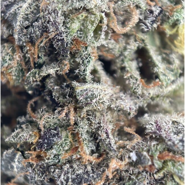 28gr - GRANDDADDY PURPLE - INDICA - (AAA) - Image 2