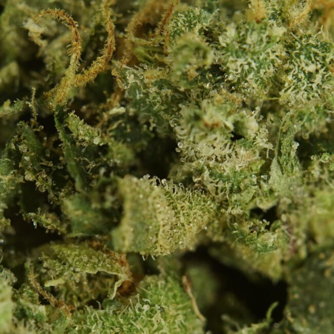 28gr - GIRL SCOUT COOKIES - BALANCED HYBRID - (AAA) - Image 2