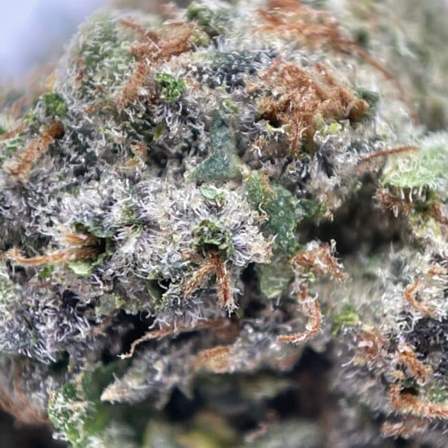 28gr - HELLA JELLY - SATIVA - (AAA) - Image 2