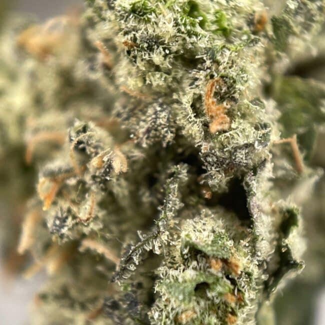 28gr - PINK STAR (SMALLS) - INDICA - (AAA) - Image 2
