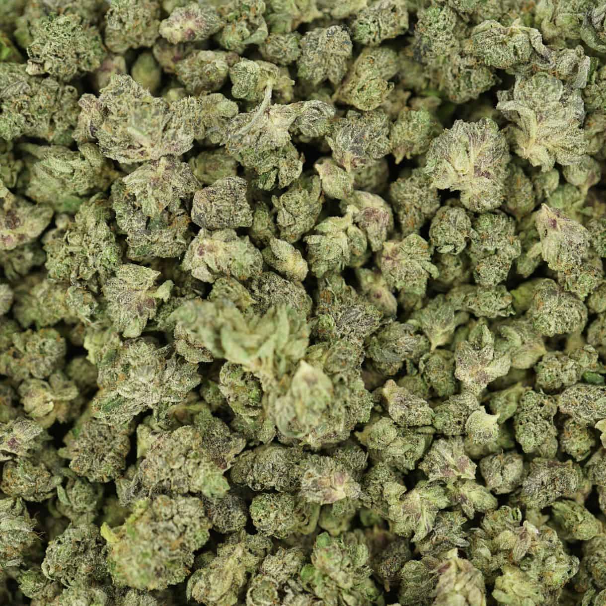 top view of white death smalls cannabis buds with dense structure, frosty trichomes, and light green coloration