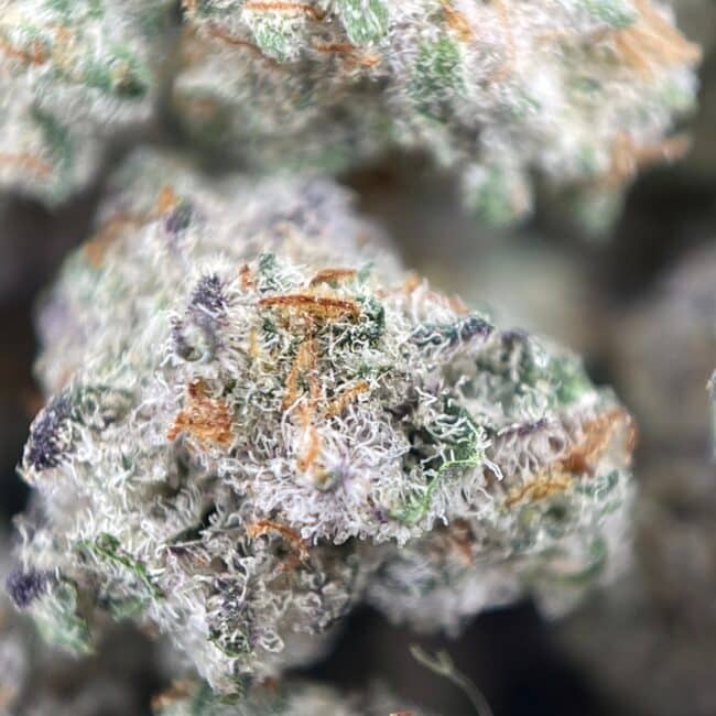1/2p - ALIEN COOKIES (SMALLS) (BULK) - BALANCED HYBRID - (AAA) - Image 2