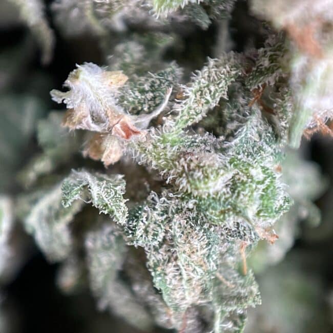 28gr - GOD'S GREEN CRACK (SMALLS) - BALANCED HYBRID - (AAA) - Image 2
