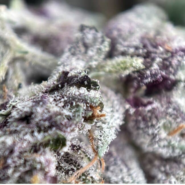1/2p - PLATINUM PINK (SMALLS) (BULK) - INDICA - (AAA) - Image 2