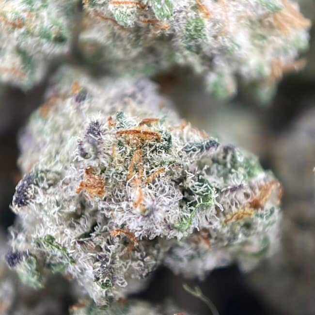 28gr - ALIEN COOKIES (SMALLS) - BALANCED HYBRID - (AAA) - Image 2
