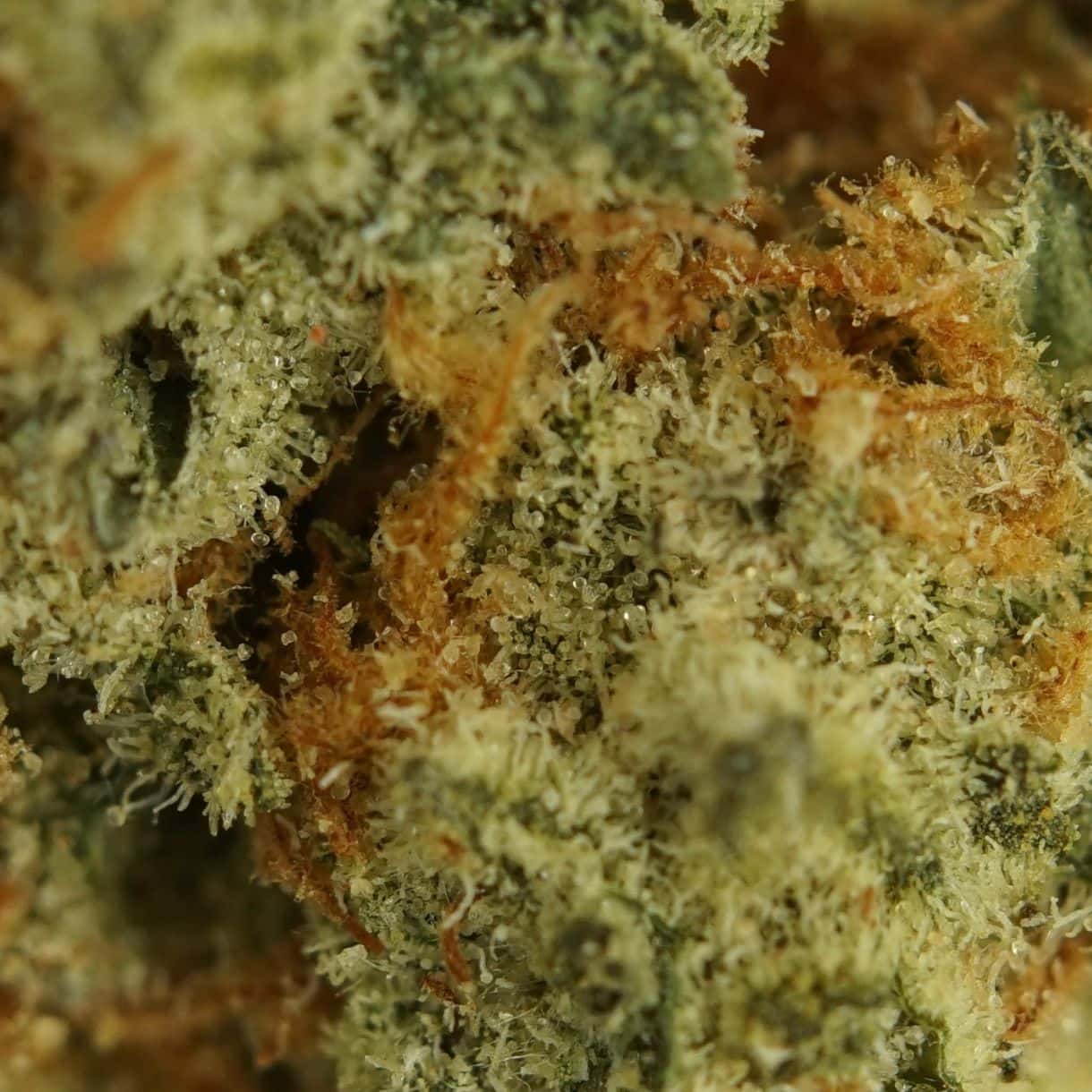 28gr - ALASKAN THUNDER FUCK - SATIVA - (AAA) - Image 2