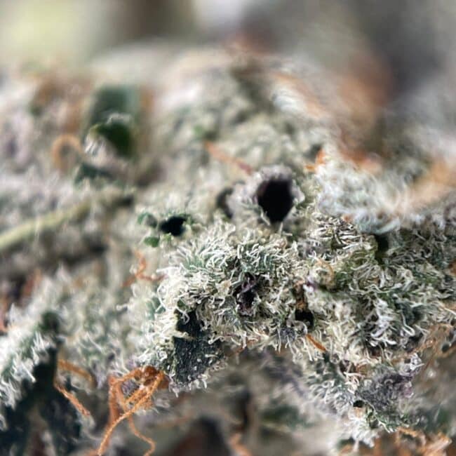 28gr - FRITTER GLITTER (SMALLS) - INDICA - (AAAA) - Image 2