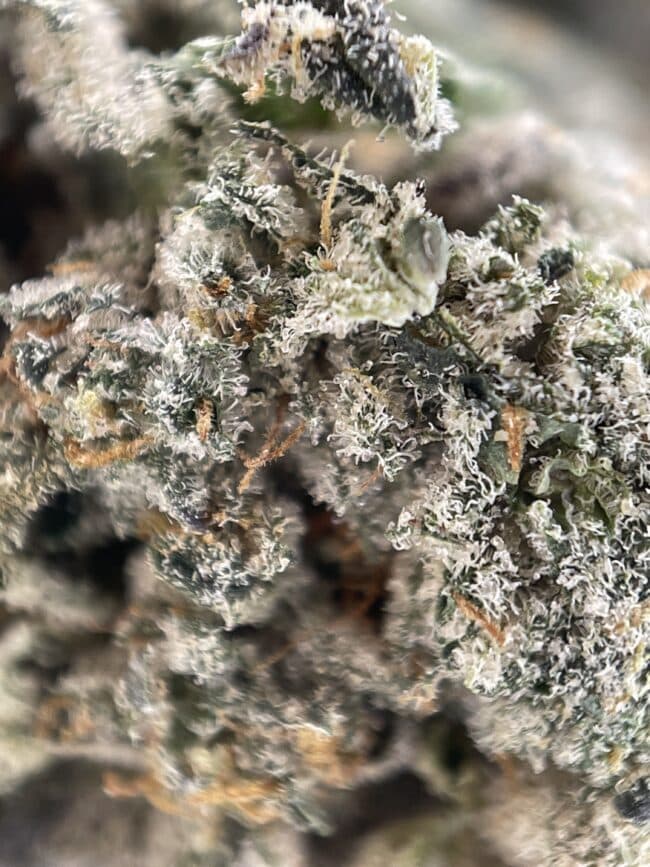 FROSTED GELATO - BALANCED HYBRID