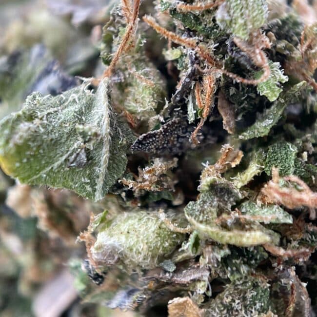 2oz - DEATH BUBBA TRIM - INDICA - Image 2