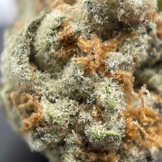 28gr - ICED WIDOW (SMALLS) - INDICA - (AA) - Image 2