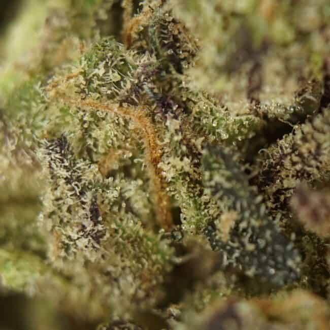 pp jolly rancher smalls 2