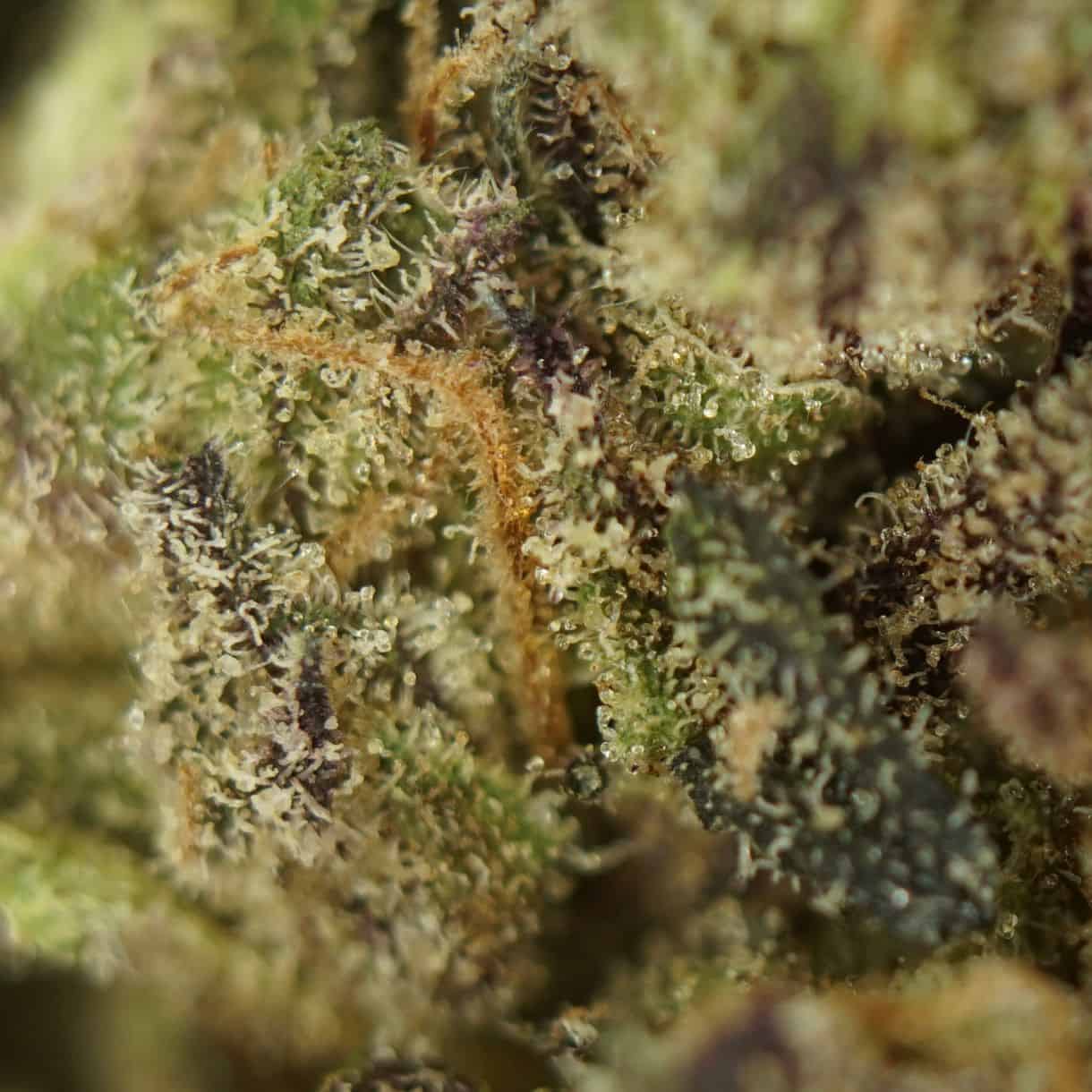 close-up macro of cannabis bud showing dense trichomes, green tones, and orange pistils