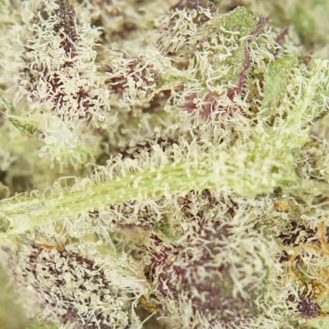 Chronic Juice Wax