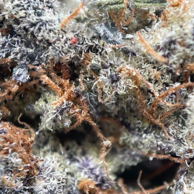 pp og strawb 2