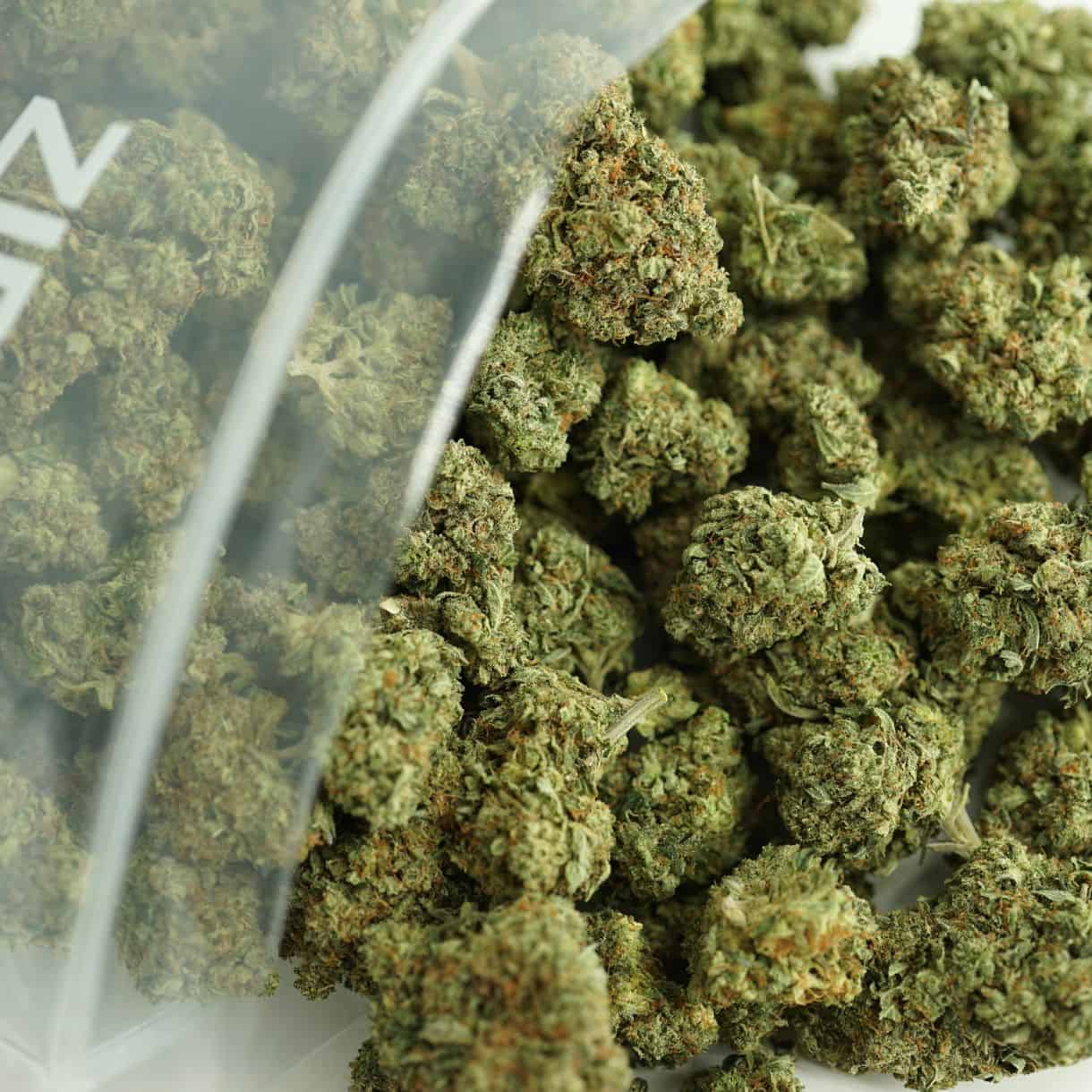 close-up image of pink kush bulk cannabis buds spilling out of a clear ZIP-ZAG plastic bag onto a white surface, showing dense green nugs with visible trichomes and orange hairs.
