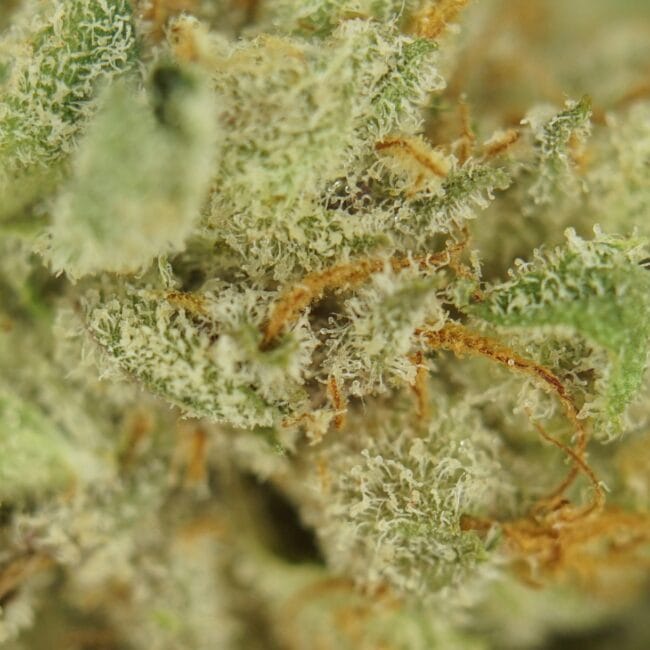 pp wedding frost 2