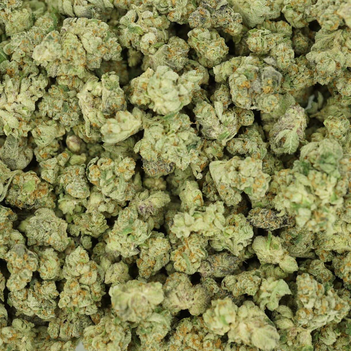 wedding frost top view of cannabis buds with dense structure, frosty trichomes, and light green coloration