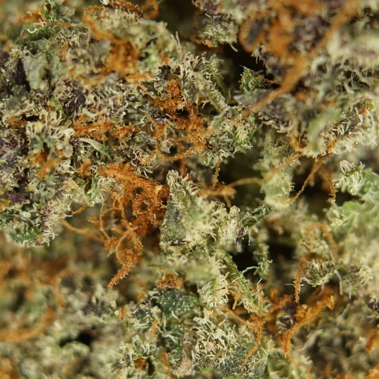 cookies and cream runtz close-up macro of cannabis bud showing dense trichomes, green tones, and orange pistils