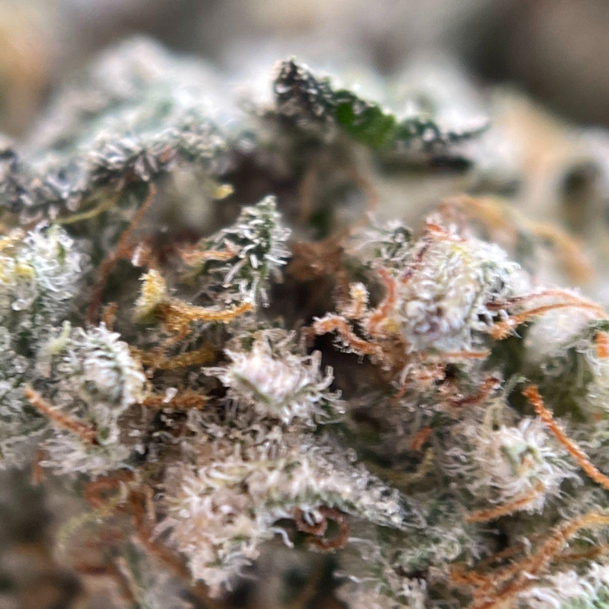 Frosty Gelato Hybrid