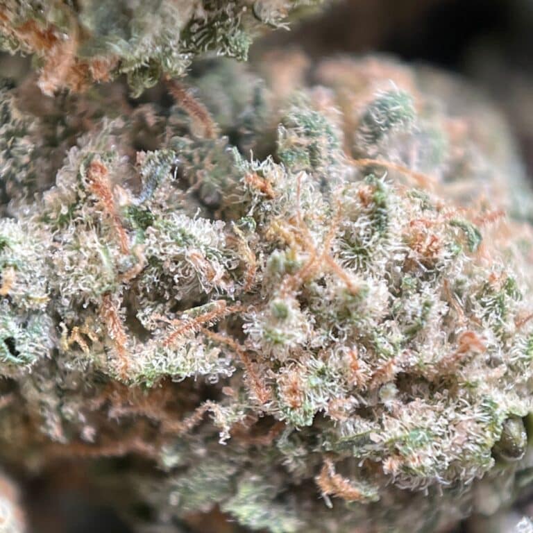 pp gsc sm 3